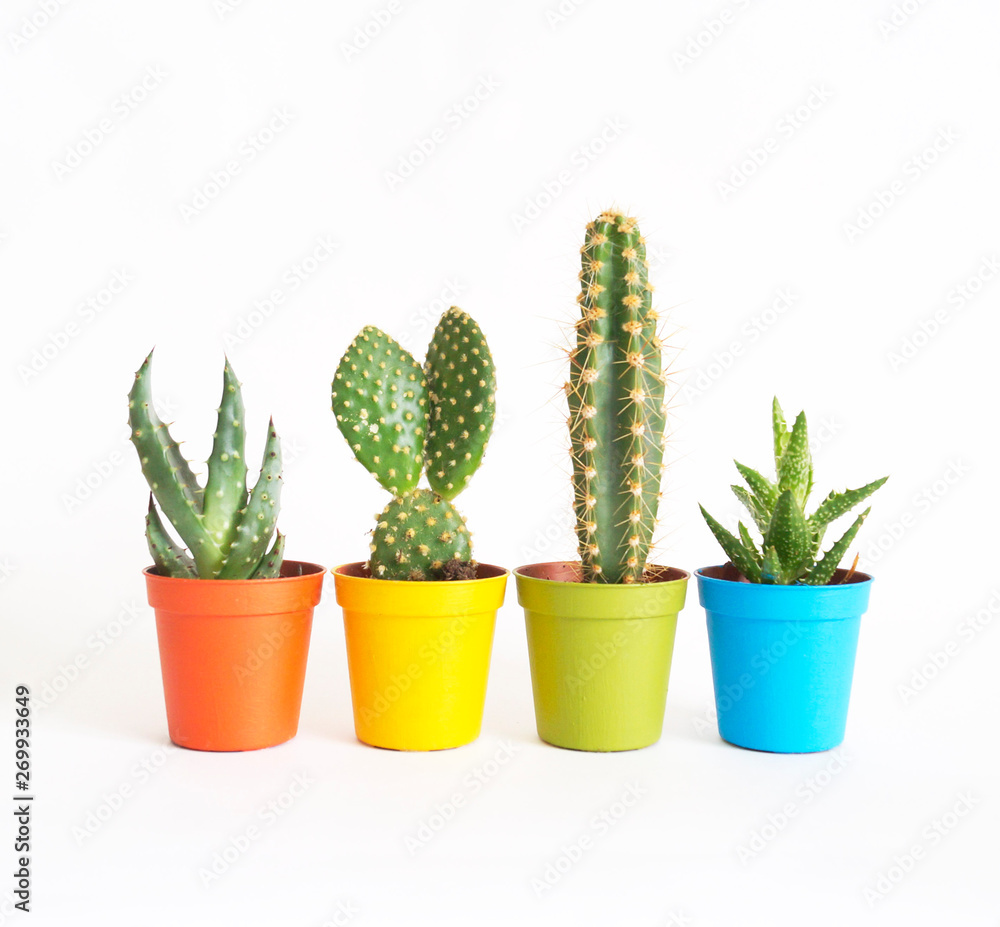 lot of cacti in colorful pots. White background. Decor for child's room. Advertising. lot of cacti in colorful pots. White background. Decor for child's room. Advertising.