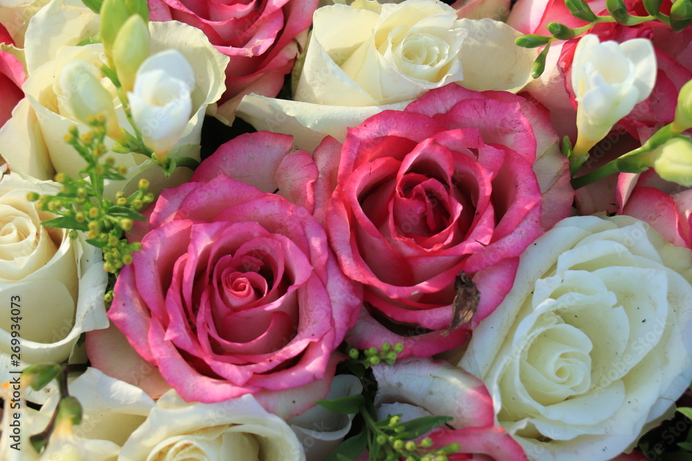 Mixed pink and white roses Mixed pink and white roses