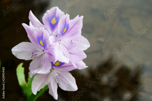 Purple Flower of Eichhornia crassipes photo