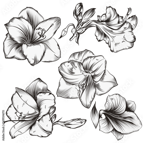Collection of Hippeastrum flowers in vintage hand drawn style
