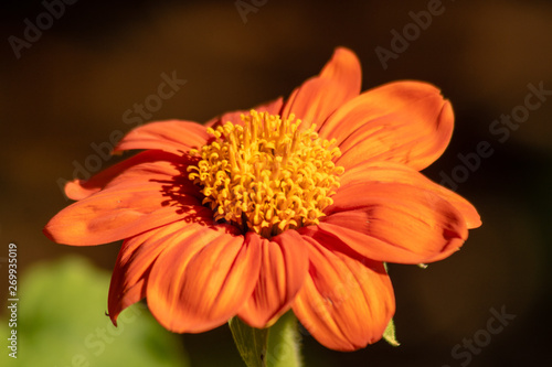 Bright orange flower