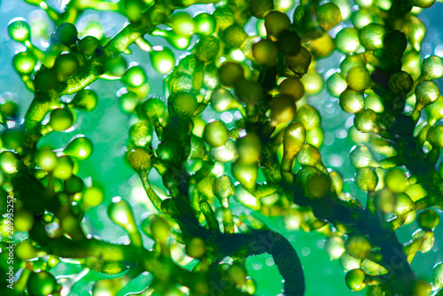Scientists are developing research on algae. Bio-energy, biofuel, energy research photo