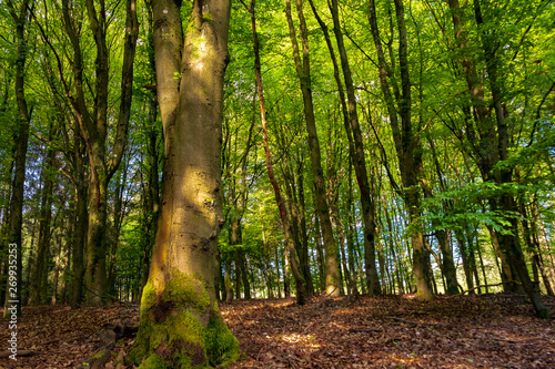 Spring in Hellenthal
