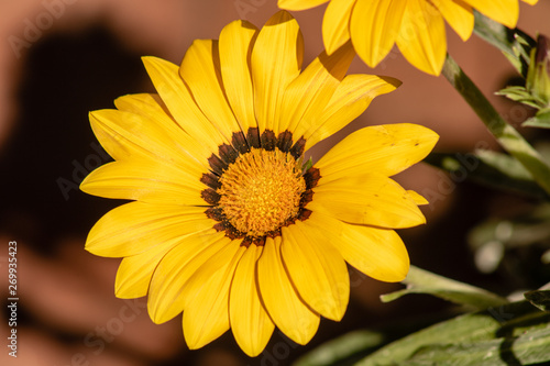 Bright yellow flower