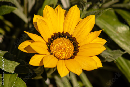 Bright yellow flower