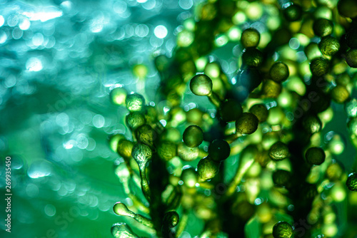Stampa su tela Photobioreactor in lab algae fuel biofuel industry. Algae fuel o