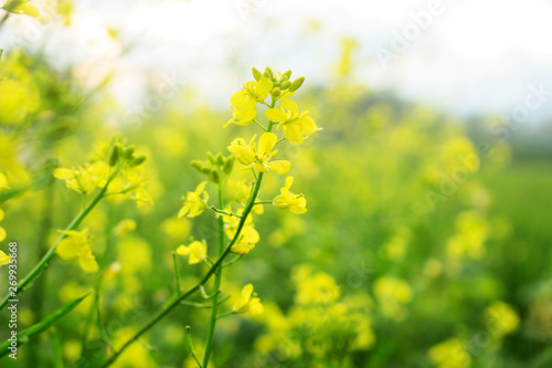 Close Up Yellow Brassica napus Flower