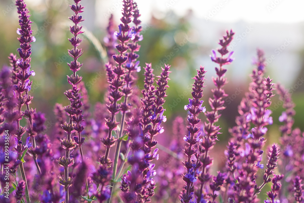 Obraz premium Outdoor spring, blooming purple sage, backlit closeup,Salvia nemorosa