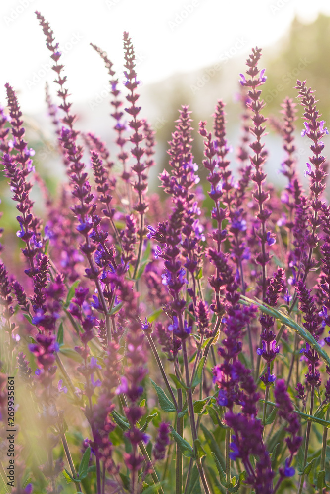 Outdoor spring, blooming purple sage, backlit closeup,Salvia nemorosa Outdoor spring, blooming purple sage, backlit closeup,Salvia nemorosa