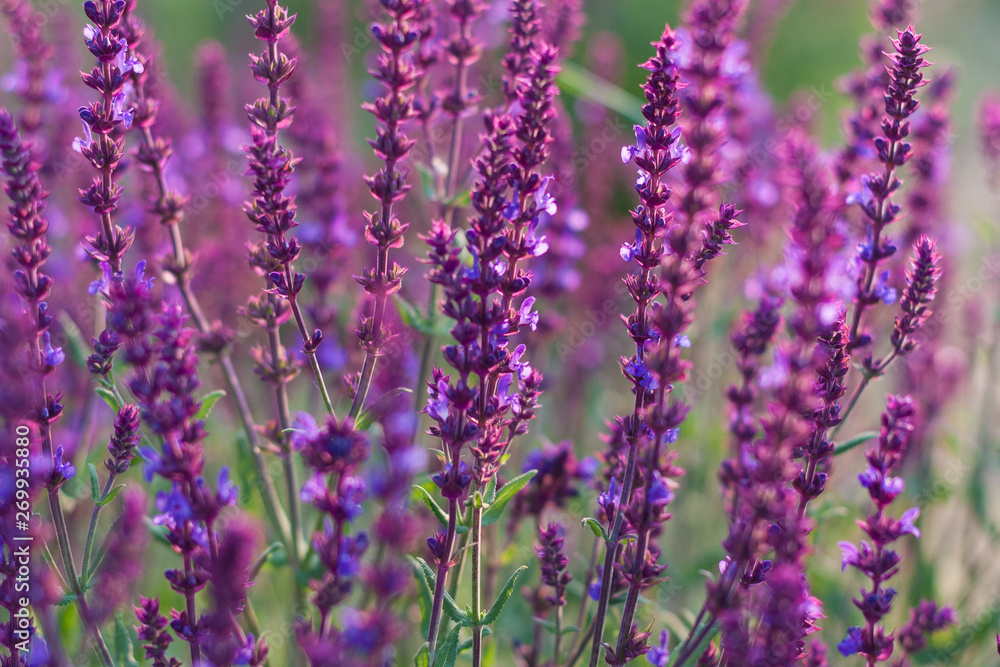 Outdoor spring, blooming purple sage, backlit closeup,Salvia nemorosa Outdoor spring, blooming purple sage, backlit closeup,Salvia nemorosa