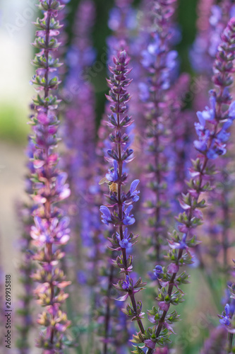 Outdoor spring, blooming purple sage, backlit closeup，Salvia nemorosa