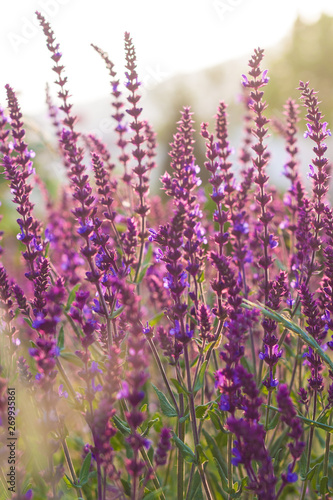 Outdoor spring, blooming purple sage, backlit closeup，Salvia nemorosa