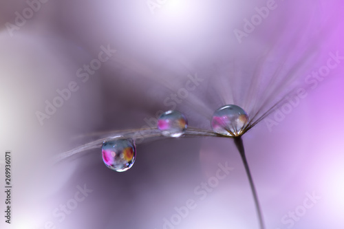 Beautiful Violet Nature Background.Dandelion Flower.Macro Photography.Artistic Wallpaper.Closeup View.Water Drops.Love,romance,romantic.Colorful Floral Art Design.Abstract Flowers.Amazing Photo.