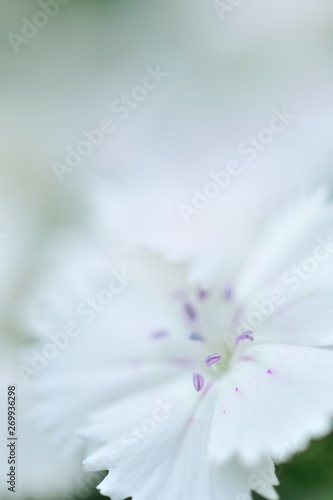 満開のナデシコ　ミ－ティアホワイトの花の蕊　～妖精の小人の世界より～
