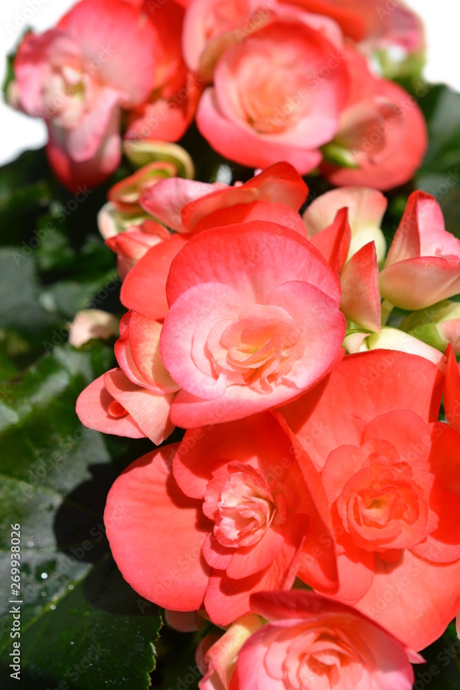 50 件の最適な リーガースベゴニア 画像 ストック写真 ベクター Adobe Stock