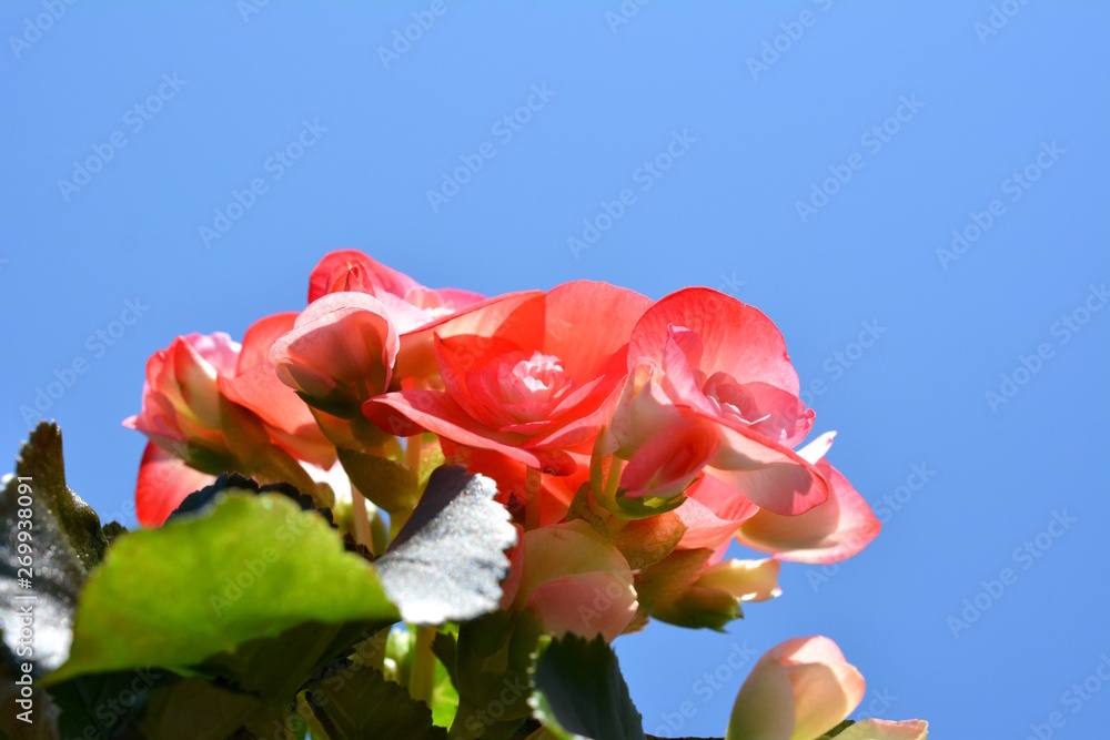 ベゴニア リーガーベゴニア リーガースベゴニア エラチオール ベゴニア 花 家庭園芸イメージ素材 Stock 写真 Adobe Stock ベゴニア リーガーベゴニア リーガースベゴニア エラチオール ベゴニア 花 家庭園芸イメージ素材 Stock 写真 Adobe Stock