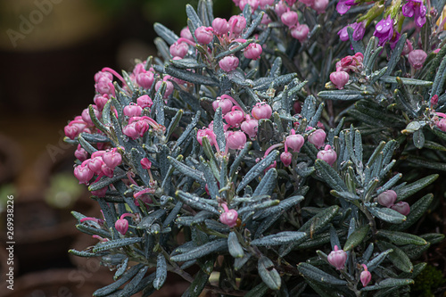 pink bog rosemary blooming in spring garden photo