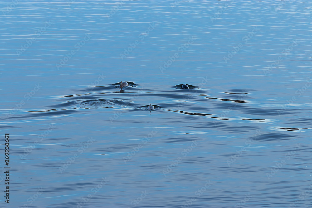 dolphins swimming away in blue water in spring dolphins swimming away in blue water in spring