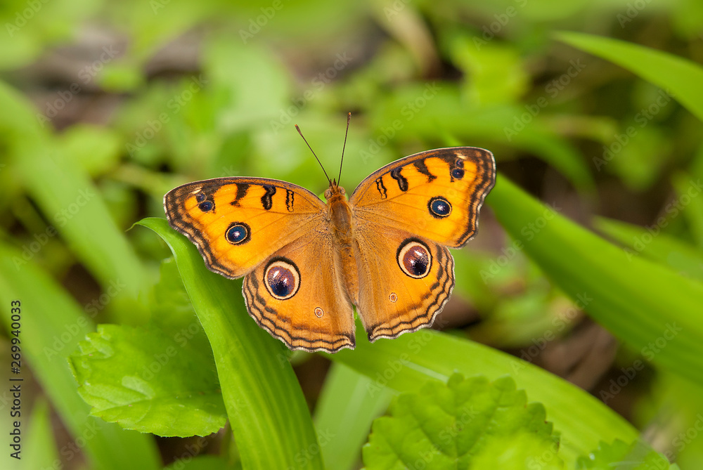 Wet-season form of Junonia almana, the peacock pansy is a species of nymphalid butterfly found in South Asia Wet-season form of Junonia almana, the peacock pansy is a species of nymphalid butterfly found in South Asia