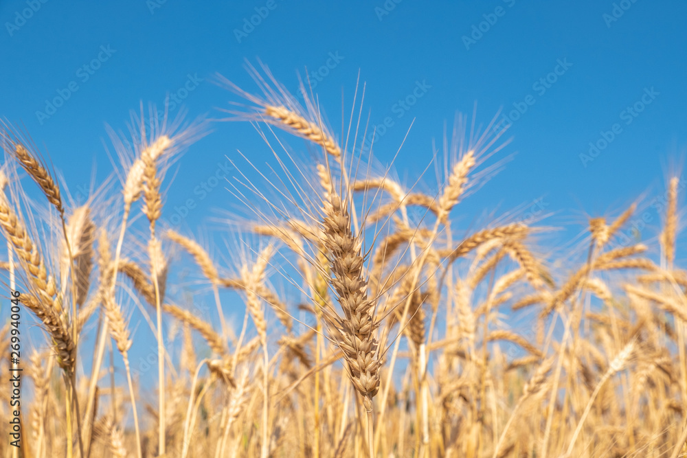 Beautiful wheat field during harvest time, background Beautiful wheat field during harvest time, background