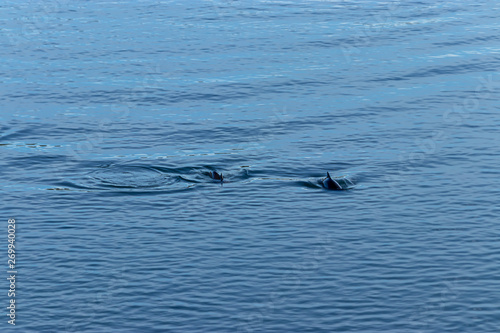 small bodies of dolphin rise up in blue water of puget sound