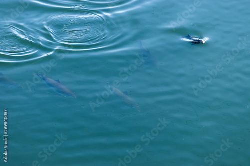 dolphins swim in clear blue waters of puget sound in spring