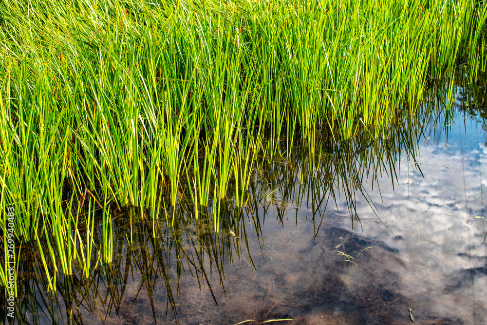 Obraz premium green grass in the pond