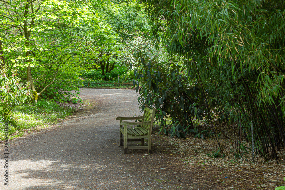 rhododendron forest garden in spring with bench along path rhododendron forest garden in spring with bench along path
