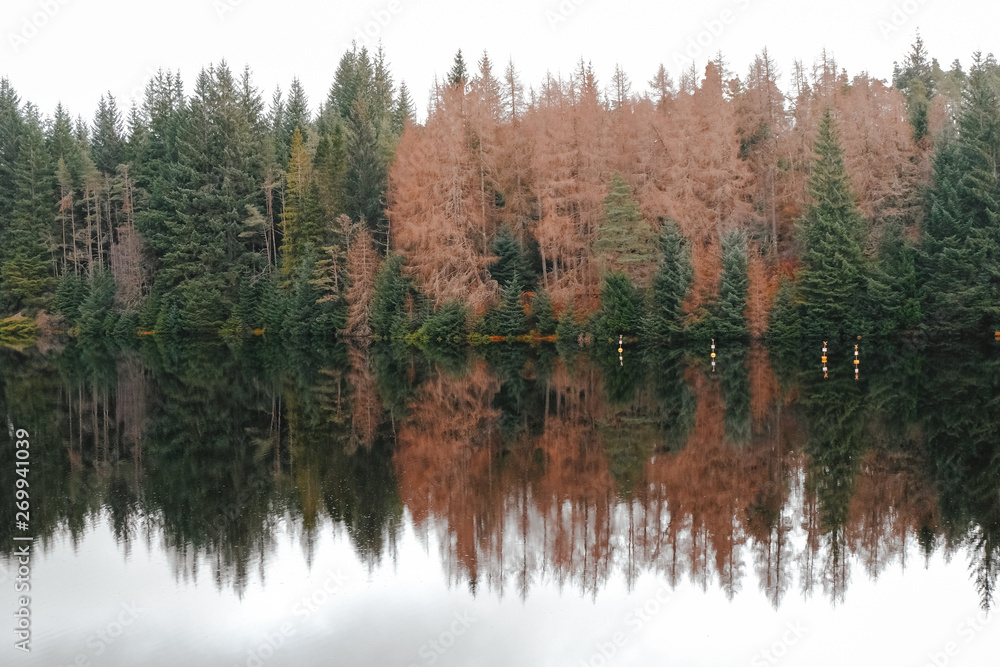 Reflection of pine trees over the lake