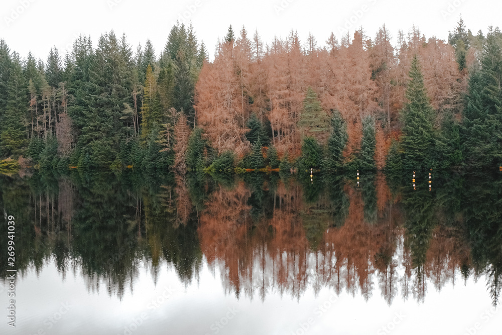 Reflection of pine trees over the lake Reflection of pine trees over the lake