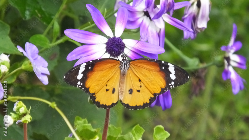 Monarch Butterfly Danaus plexippus on a cineraria flowers and plants in a garder centre UK Monarch Butterfly Danaus plexippus on a cineraria flowers and plants in a garder centre UK