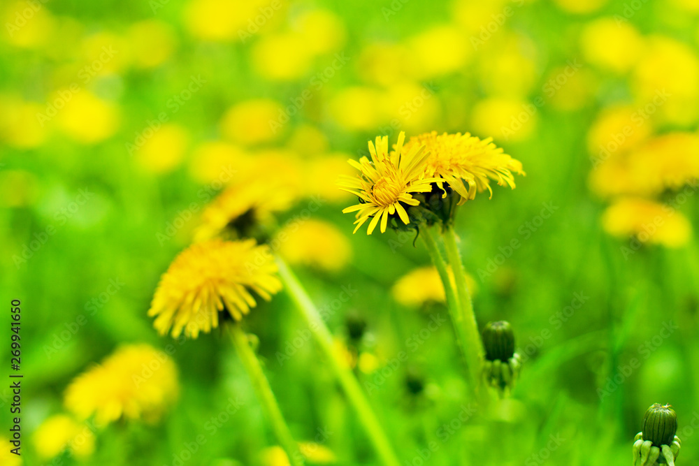 Yellow dandelions bloom in green grass on sunny day close-up on blurred background, spring lawn with blossom blowballs flowers, beautiful summer nature landscape, taraxacum field macro, copy space Yellow dandelions bloom in green grass on sunny day close-up on blurred background, spring lawn with blossom blowballs flowers, beautiful summer nature landscape, taraxacum field macro, copy space