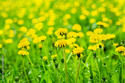 Yellow dandelions bloom in green grass on sunny day close-up on blurred background, spring lawn with blossom blowballs flowers, beautiful summer nature landscape, taraxacum field macro, copy space