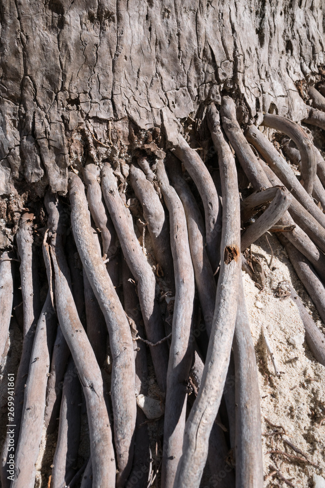 Obraz premium Roots of a coconut tree on the beach