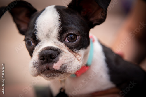 Boston terrier puppy dog © Gabriel O.