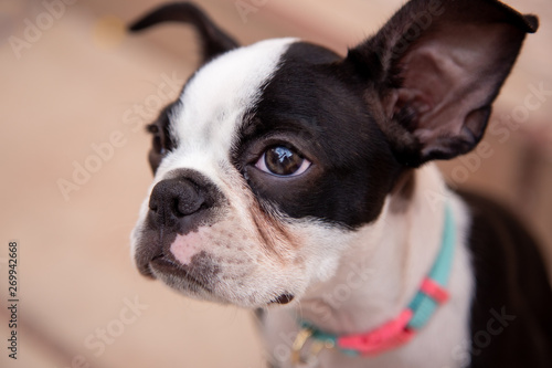 Boston terrier puppy dog © Gabriel O.