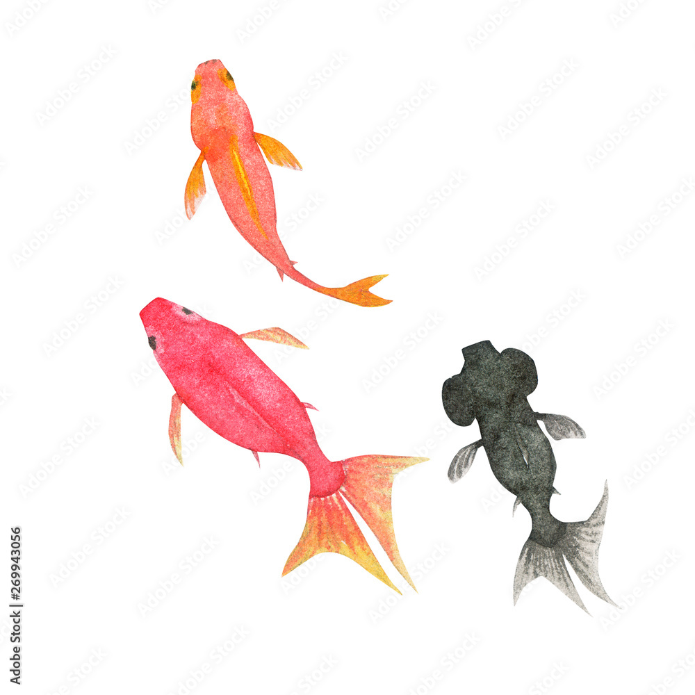 夏金魚和風水彩イラストstock Illustration Adobe Stock