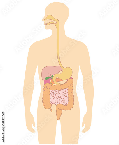 Human body internal organs illustration