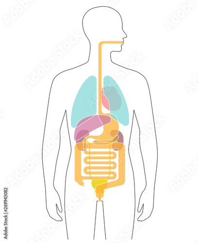 Human body internal organs illustration - Lungs, Heart, Liver, stomach, etc.