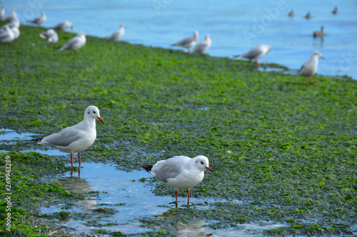 Seagulls on a green beach 