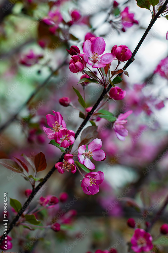 Fototapeta premium blooming apple tree
