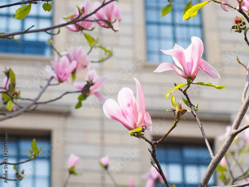 Magnolia flowers in the park beside the city streets.