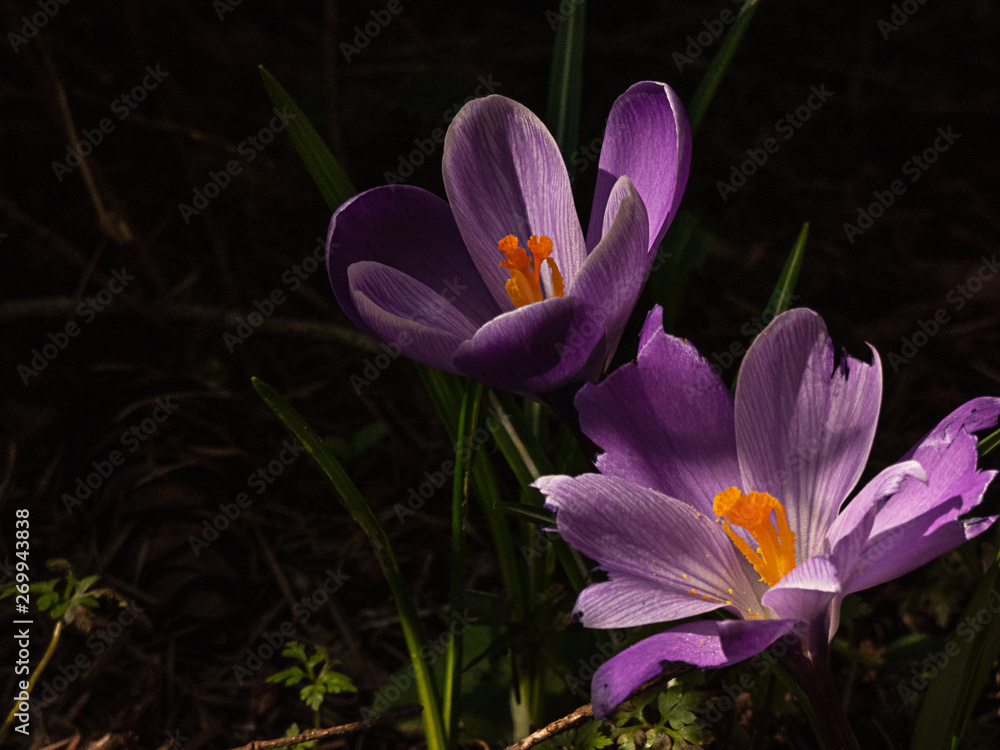 crocus with broken pettles in deep shadows in spring crocus with broken pettles in deep shadows in spring
