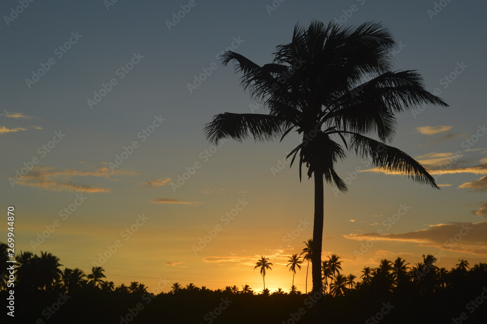 Obraz premium coconut sunset