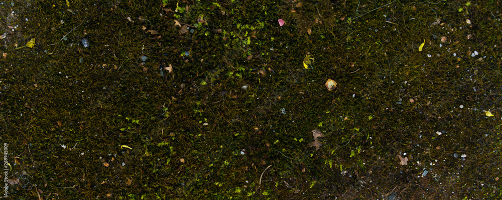 green moss wall. Web banner, long crop hor. natural green texture. Grunge nature background green moss wall. Web banner, long crop hor. natural green texture. Grunge nature background