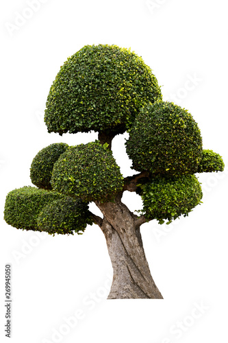Beautiful ornamental tree, Green topiary tree, big bonsai, Suitable for use in architectural design or Decoration work isolated on white background for graphic. with clipping path