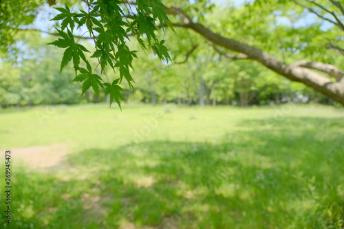 Fototapeta Naklejka Na Ścianę i Meble -  tree in the forest