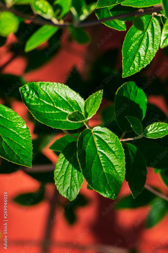 Obraz premium Green leaves. Green leaves on a summer day. Green koreanspice plant leaves.