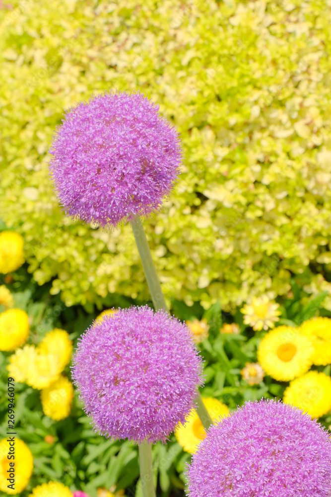 allium flower in garden allium flower in garden