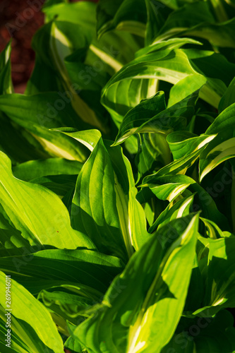 Green and white hosta plants. Hosta plants on a sunny day. Sunlit hosta plant on a summers day.